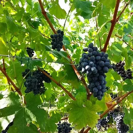 L'antico Granaio 公寓